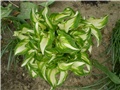 hosta